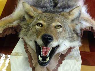 Anything That Moves Taxidermy Images