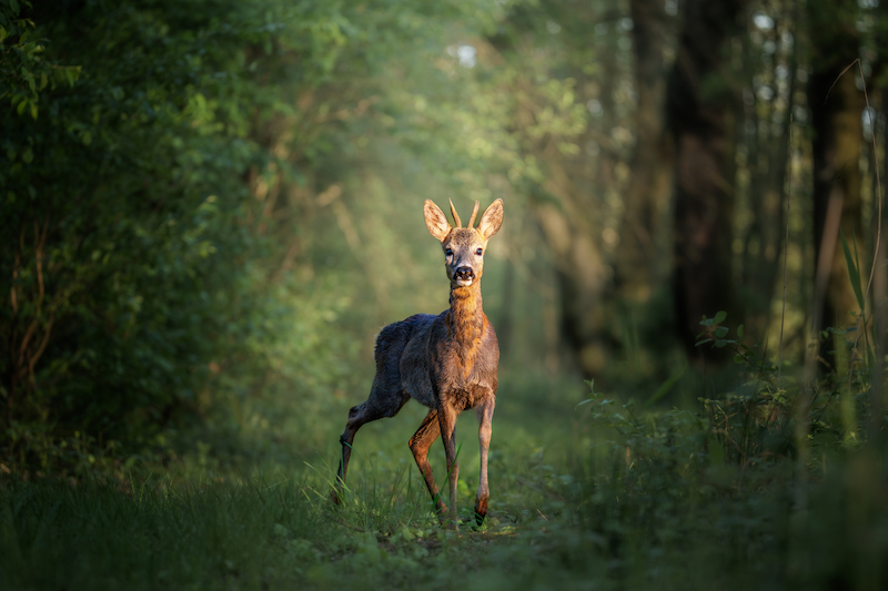 Deer walking in forest with tall trees. Roe deer is looking up at camera