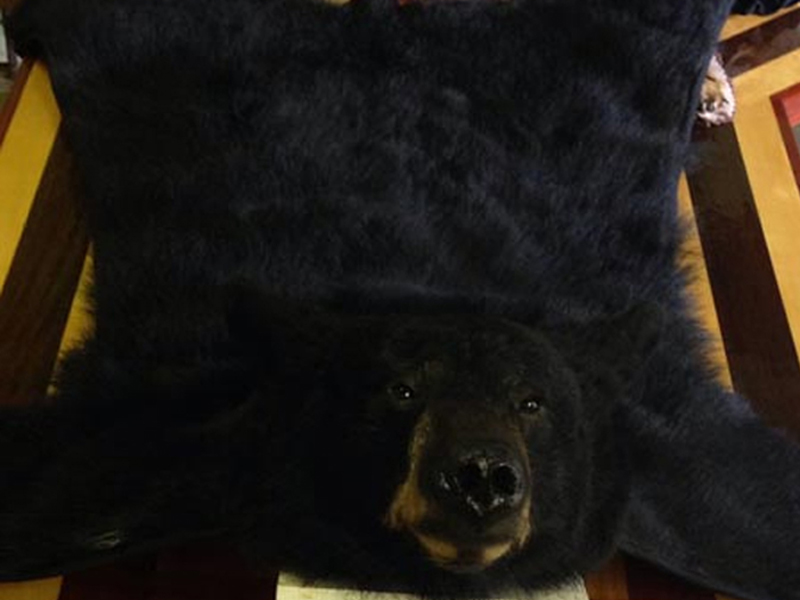 Bear Rug