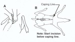 Caping Instructions