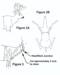 Shoulder Mount
